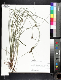 Carex complanata image