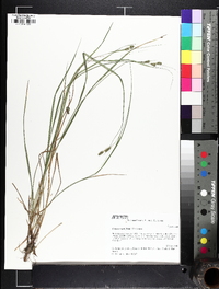 Carex swanii image