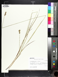 Carex molestiformis image