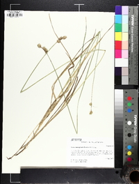 Carex molestiformis image