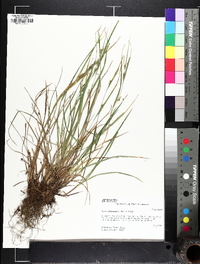 Carex oligocarpa image