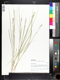 Carex ruthii image