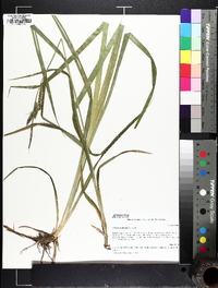 Carex scabrata image