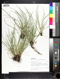 Carex willdenowii image