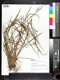 Carex planispicata image