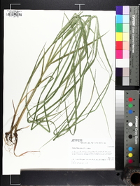 Carex biltmoreana image