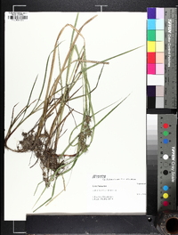 Carex louisianica image