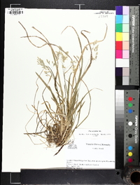 Poa cuspidata image