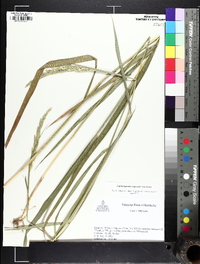 Greeneochloa coarctata image