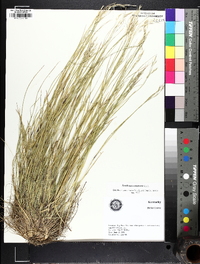 Danthonia compressa image