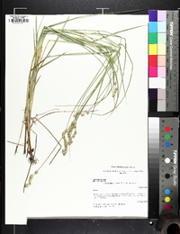 Carex alata image