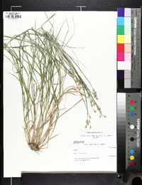 Carex albolutescens image