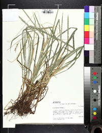 Carex hirtifolia image