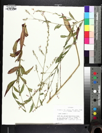 Oenothera gaura image