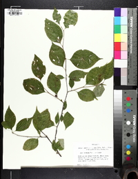 Ilex montana image