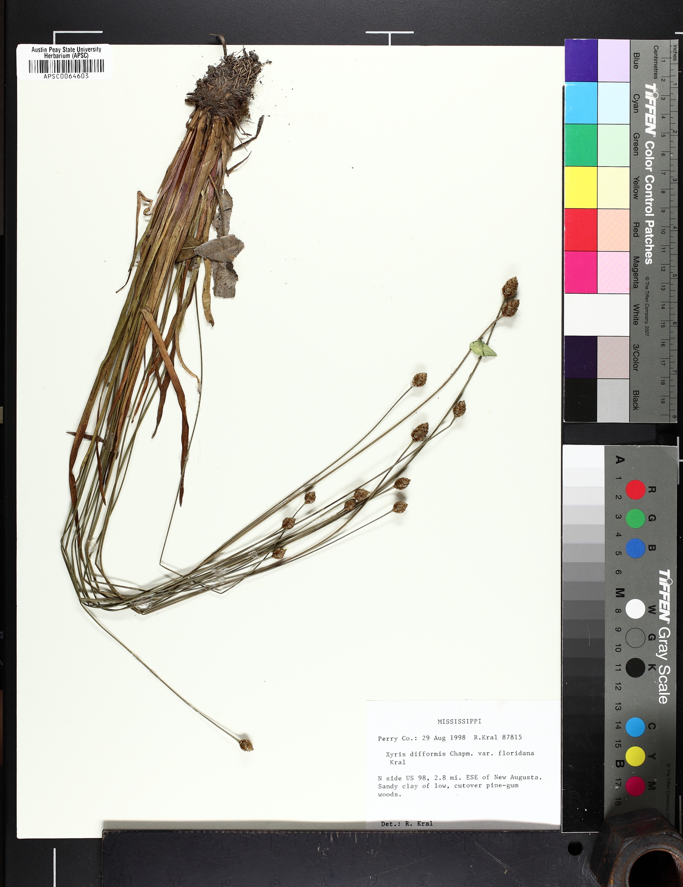 Xyris floridana image