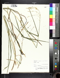 Glyceria canadensis image