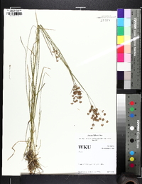 Juncus biflorus image