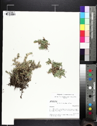 Selaginella x neomexicana image