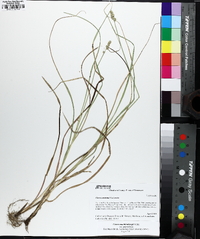 Carex muehlenbergii var. enervis image