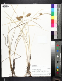 Carex bullata image