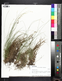 Carex eburnea image