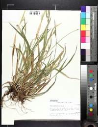 Carex kraliana image