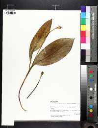 Erythronium americanum subsp. harperi image