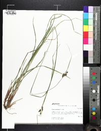 Carex caroliniana image