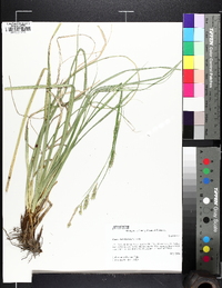 Carex cherokeensis image