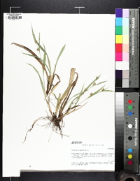 Carex flaccosperma image