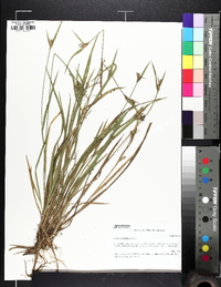 Carex crebriflora image