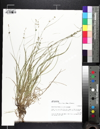 Carex socialis image