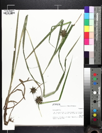 Carex grayi image