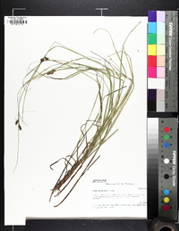 Carex caroliniana image