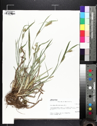 Carex glaucodea image