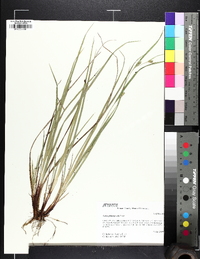 Carex planispicata image