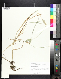 Phalaris caroliniana image