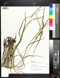 Carex hitchcockiana image