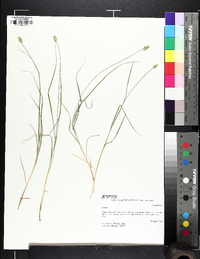 Carex leavenworthii image