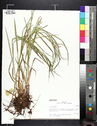 Carex aestivalis image