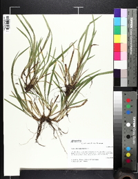 Carex abscondita image