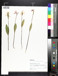 Pogonia ophioglossoides image