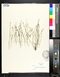 Equisetum variegatum image