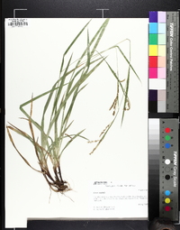 Carex oxylepis image