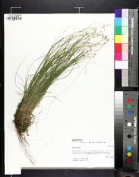 Carex radiata image