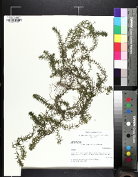 Elodea canadensis image