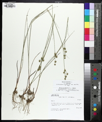 Juncus scirpoides image