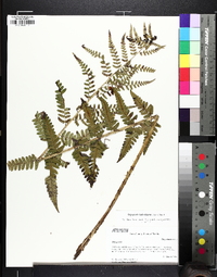 Dryopteris ludoviciana image