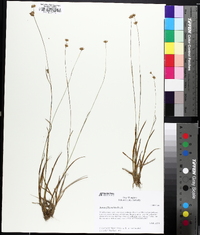 Juncus filipendulus image